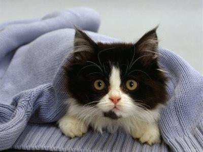 Domestic Cat Black And White Semi Longhaired Kitten In Blue