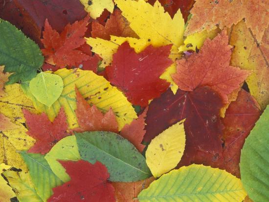 Fall Color Leaves In Door County Wisconsin