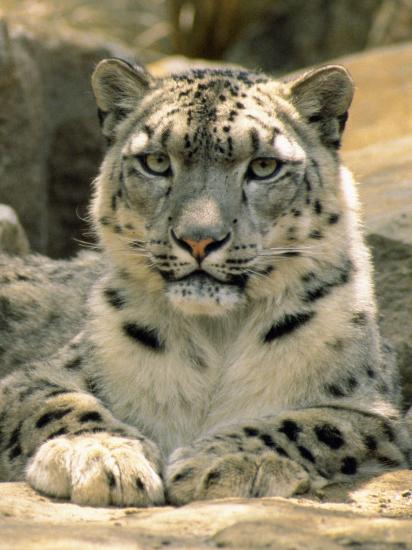 size instagram frame video Paws Portrait Frontal Snow and a Face, of Leopard's
