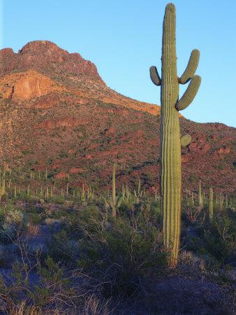 'Sonoran Desert Scene with Saguaro Cactus' Photographic Print - George