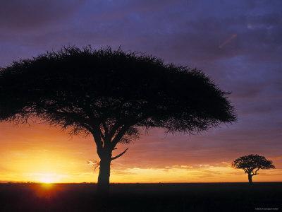 Acacia Sunset, Serengeti National Park, Tanzania by Ian 