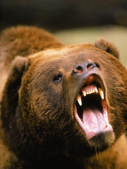 video instagram frame size Photographic by Print Bear Roaring Grizzly Stuart