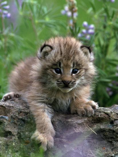 Opciones binarias de lince