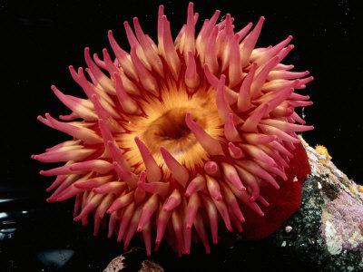 sea anemone photographic print