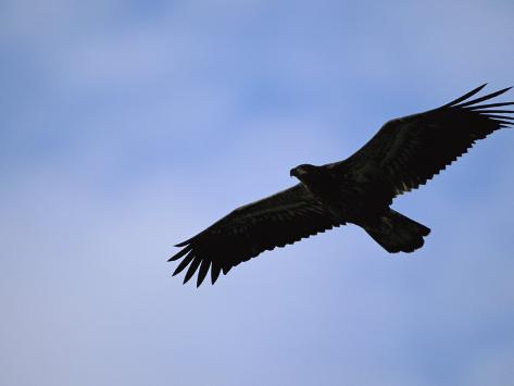 Silhouetted Golden Eagle In Flight Over Adak Island