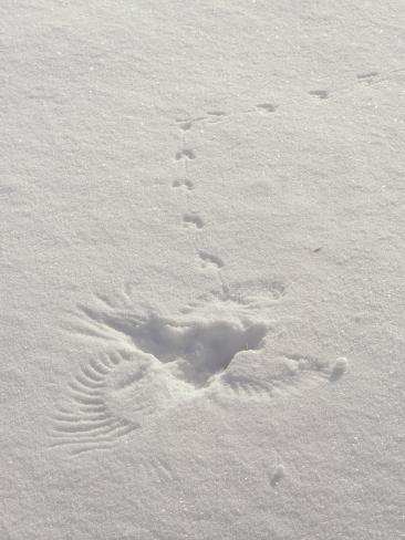 Prints in the Snow Mark the Scene Where a Hawk Caught a Meadow Vole