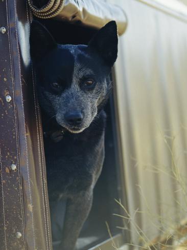 black heeler