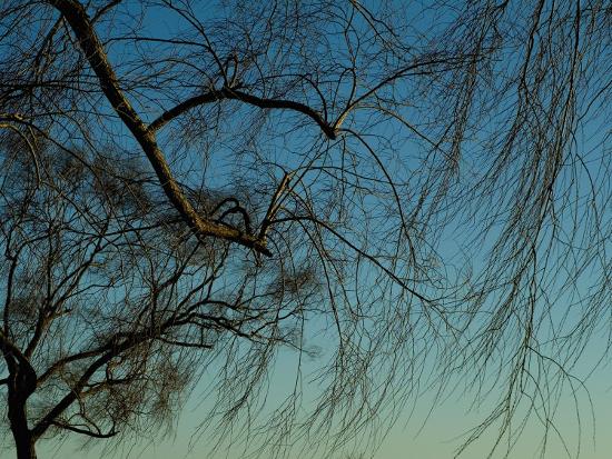 Branches Of A Weeping Willow Tree Against Blue Sky Photographic Branches Of A Weeping Willow Tree Against Blue Sky Photographic Print By Todd Gipstein At Allposters
