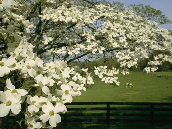 A Blossoming Dogwood Tree in Virginia Photographic Print ...
