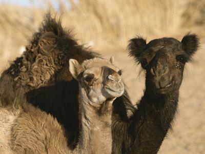'A Pair of Dromedary Camels Pose Proudly in the Sahara ...