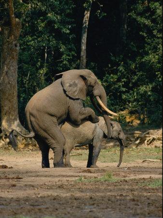 Two African Forest Elephants Mating Photographic Print by  