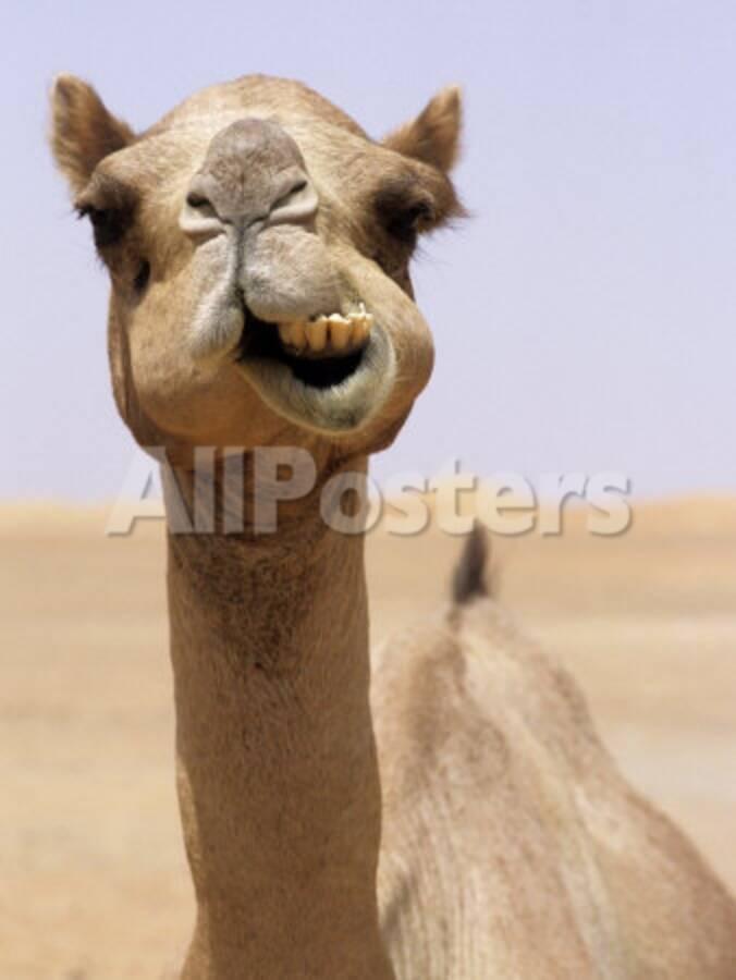 Cheeky Dubai Camel In Desert Dubai United Arab Emirates