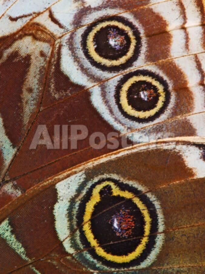 Close Up Of Spots On Blue Morpho Butterfly Wing Photographic Print Adam Jones Allposters Com