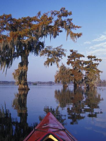 Kayak Exploring The Swamp Atchafalaya Basin New Orleans Louisiana Usa