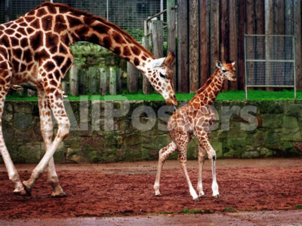 Mother and Baby Giraffe Making Its First Public Appearance at Edinburgh