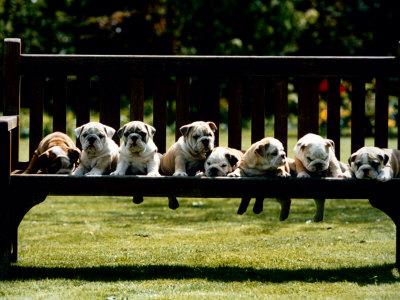 British Bulldog Puppies On A Park Bench 1994 Photographic Print
