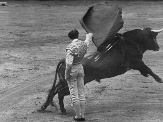 Against bullfighting essay image