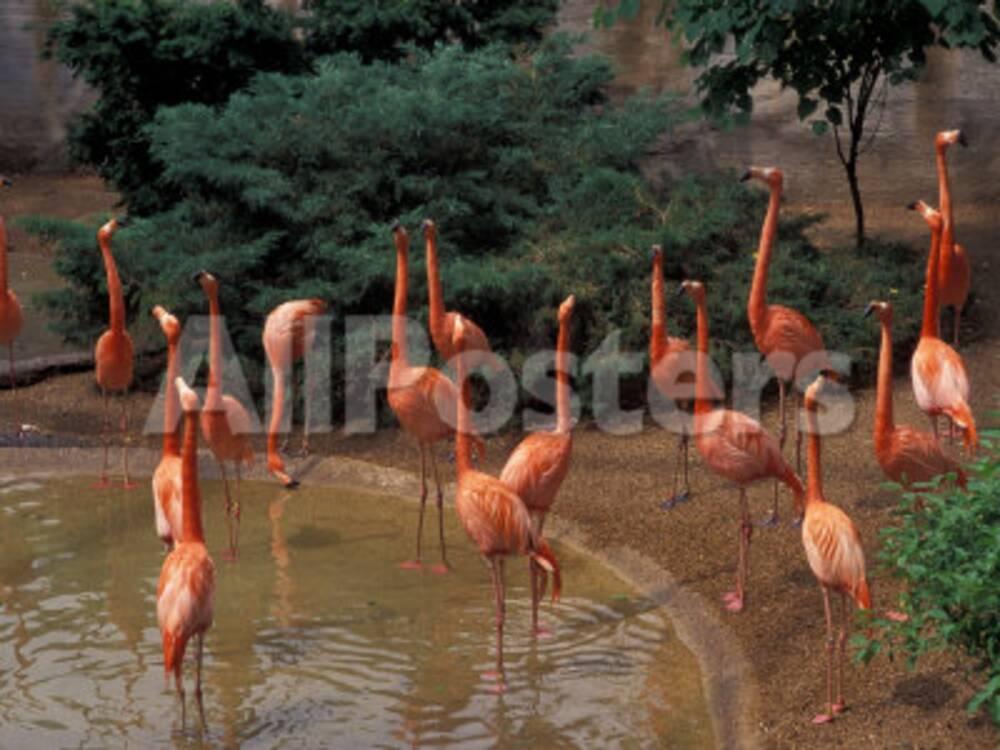Flamingos at Forest Park, St. Louis Zoo, St. Louis, Missouri, USA Photographic Print by Connie ...