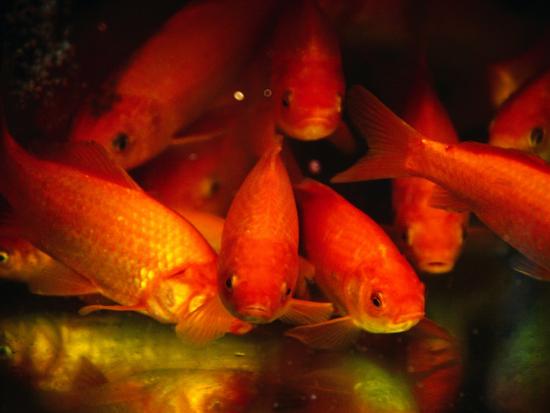 Fish For Sale Shanghai China Photographic Print By Phil Weymouth