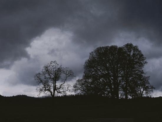 Trees Stand In Silhouette On A Dark Cloudy Day Photographic Print Bates Littlehales Allposters Com