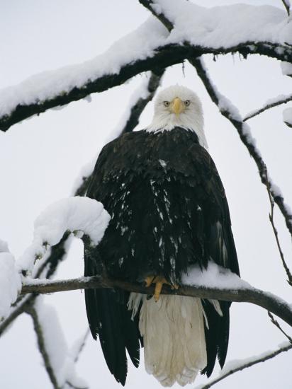 an american bald eagle