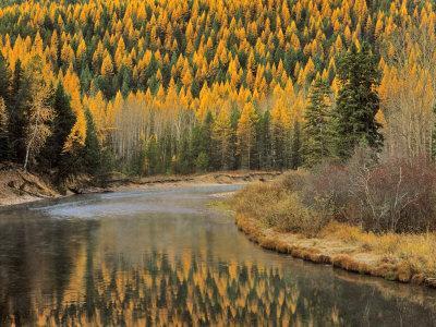 'Larch Trees Reflect into McDonald Creek, Glacier National Park