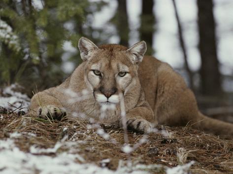gedit mac mountain lion gedit mac mountain lion