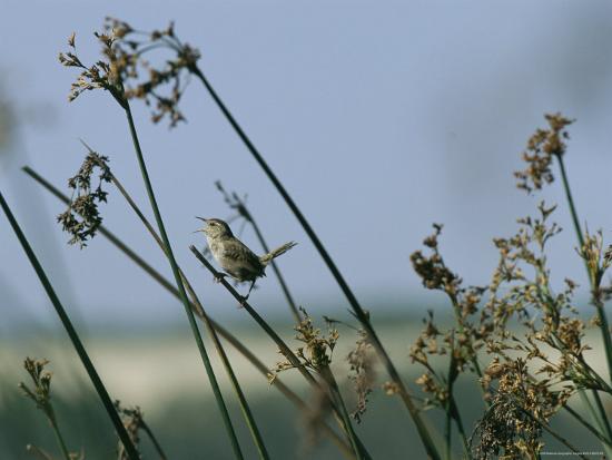 Marsh Wren Perched on a Tall Grass' Photographic Print - Marc Moritsch |  AllPosters.com