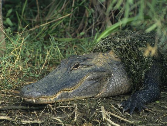 Reptiles with backbones image