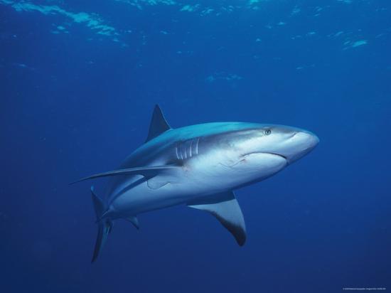 A Caribbean Reef Shark Cruising in Clear Blue Waters ... caribbean reef shark diagram 