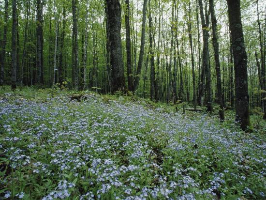 'Tiny Blue Wildflowers Carpet This Clearing in the Forest ...