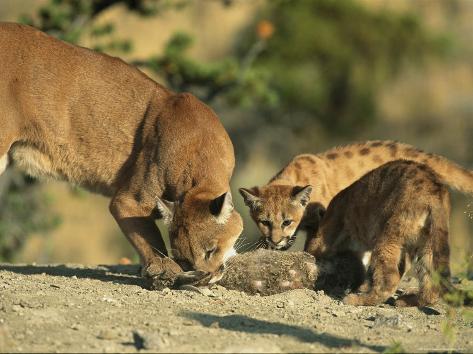 can you eat mountain lion can you eat mountain lion