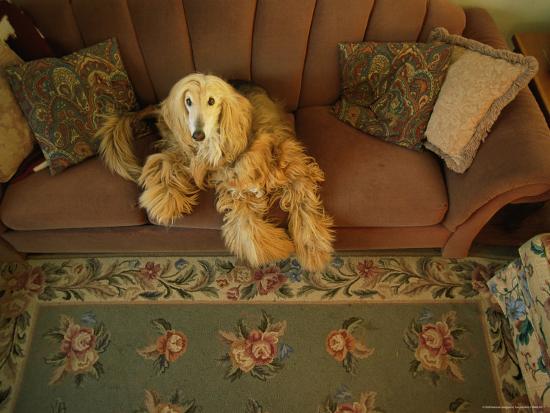 An Afghan Hound Lies On A Sofa An Afghan Hound Lies On A Sofa