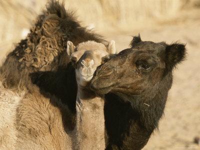 A Male and Female Camel Nuzzle Each Other in the Sahara ...