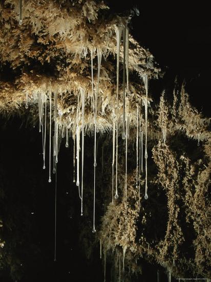 Mucus Like Strands Of Sulfur Eating Bacteria In Cueva De Villa Luz These Are Called Snottites Photographic Print Stephen Alvarez Allposters Com