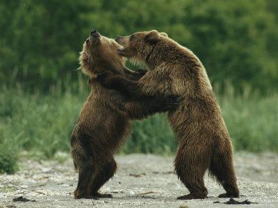 Bear fighting essay image
