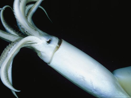 Real Humboldt Squid Sucker Teeth Shadowbox By Mageletsvault