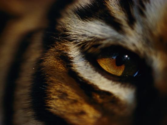 Close View Of Tigers Eye Photographic Print By Michael Nichols At