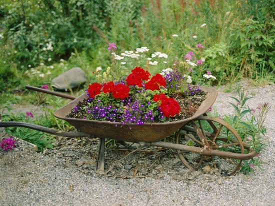 Download 'View of an Old Wheelbarrow Used for Summer Flowers' Photographic Print - George F. Mobley ...