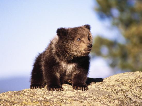 Brown Bear Cub Sitting On Rock Photographic Print Elizabeth Delaney Allposters Com