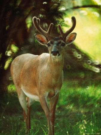 Key deer essay image