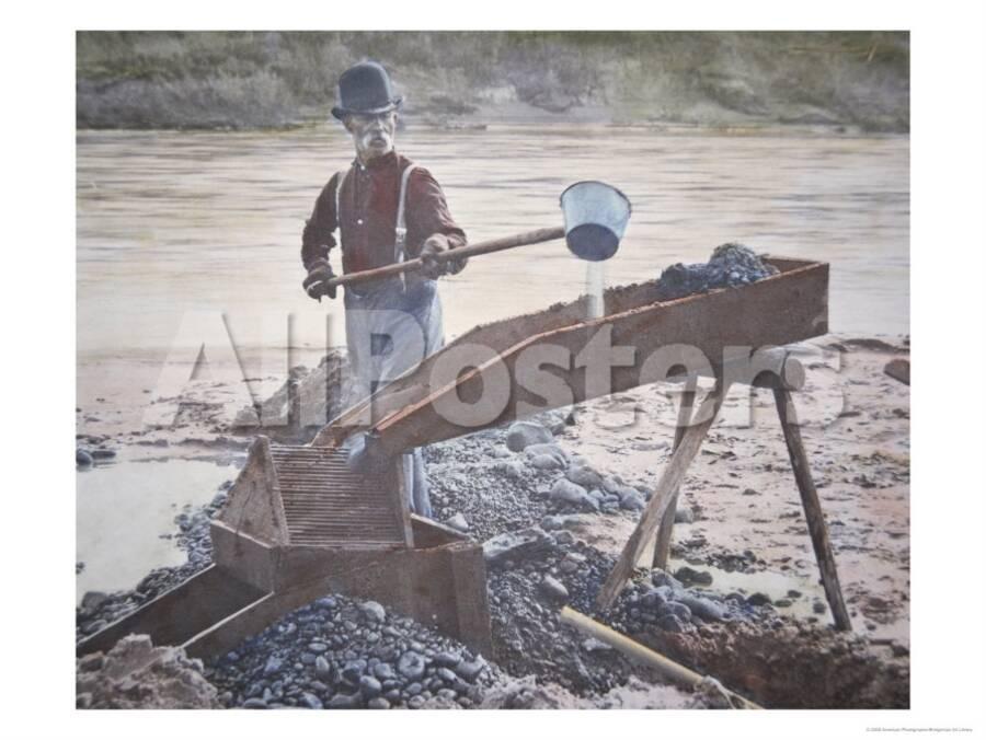 American Gold Prospector Using a Sluice Box