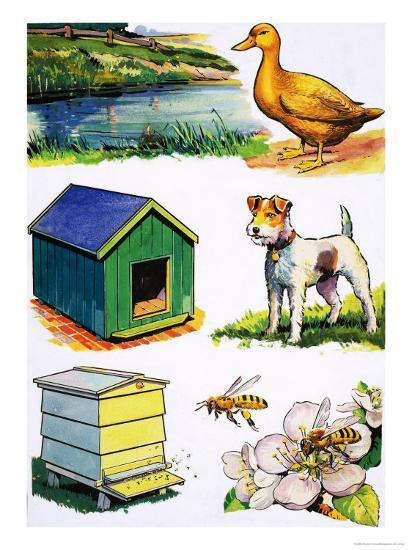 animals and their homes giclee print at allposters com animal and their shelter chart
