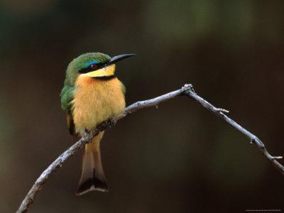 Best essay writing service picture