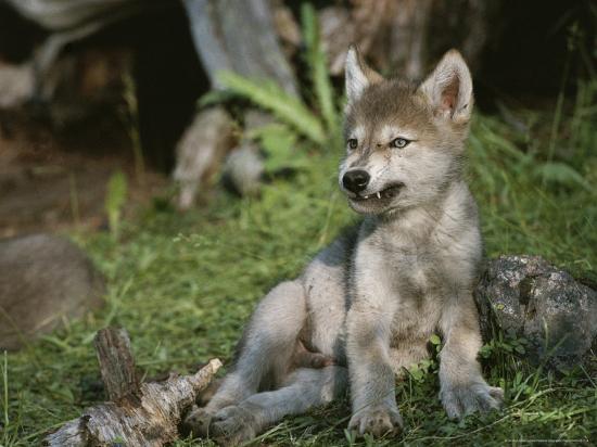 'An 8-Week-Old Gray Wolf Pup, Canis Lupus, Bares His Teeth ...