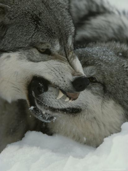 the alpha male gray wolf canis lupus dominates the omega wolf