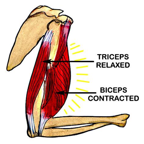 Трицепс где находится у человека показать на схеме