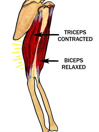 'Biceps Relaxed, Triceps Contracted' Photographic Print | AllPosters.com