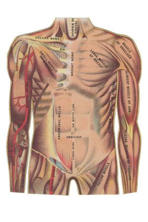 'Large Features of the Chest Area' Photo | AllPosters.com