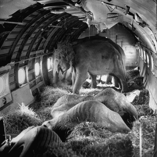 'Elephants Being Transported by Airplane' Photographic Print